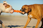 2 dogs