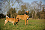 2 dogs