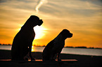 2 dogs