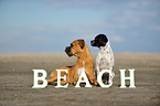 2 dogs