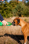drinking German Boxer