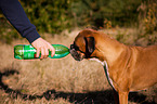 drinking German Boxer