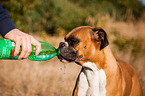 drinking German Boxer