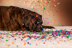 lying German Boxer