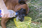 drinking German Boxer