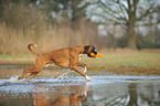 playing German Boxer