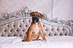 German Boxer Puppy