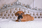 German Boxer Puppy