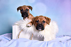 German Boxer Puppies