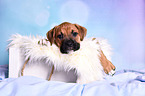 German Boxer Puppy