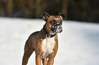 German Boxer Portrait