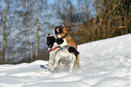 2 dogs
