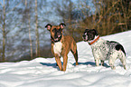 2 dogs