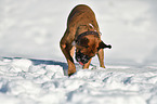 digging German Boxer