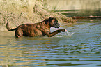 running German Boxer