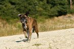 running German Boxer