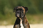 German Boxer Portrait