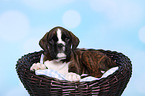 German Boxer Puppy