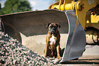 sitting German Boxer