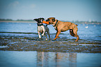 2 dogs