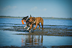 2 dogs
