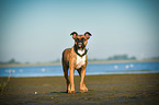 German Boxer