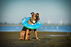 sitting German Boxer
