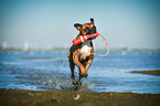 playing German Boxer