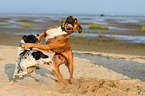 2 dogs