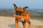 German Boxer Portrait