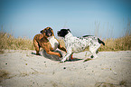 2 dogs