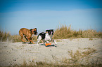 2 dogs