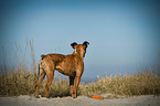 German Boxer