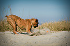 digging German Boxer