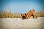 German Boxer