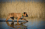 walking German Boxer