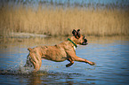 running German Boxer