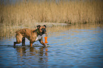 walking German Boxer