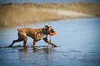 walking German Boxer