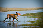 walking German Boxer