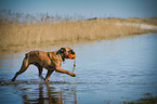 walking German Boxer