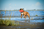 playing German Boxer