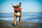 playing German Boxer
