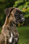 young German Boxer