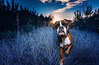 German Boxer