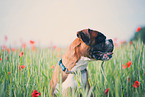 German Boxer Portrait