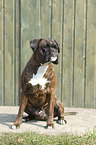 sitting German Boxer