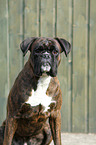 German Boxer Portrait