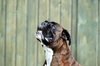 German Boxer Portrait