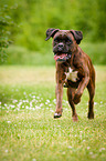 running German Boxer